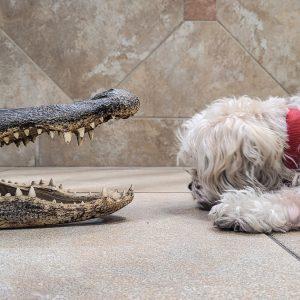 Alligator versus cautious dog on a stone floor in a building.
