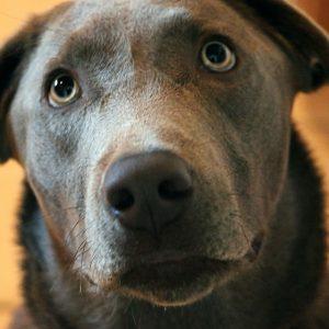 Puppy portrait of man’s best friend, a loyal Silver Labrador pup.